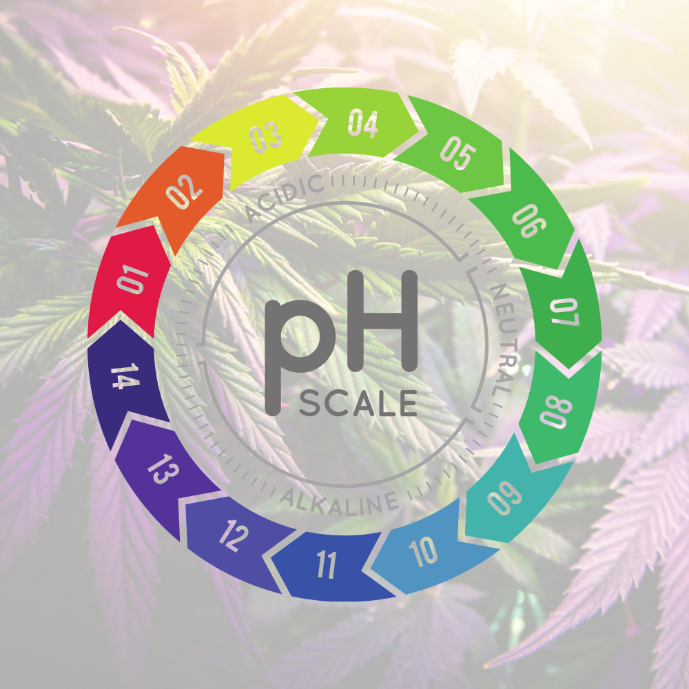 Die Bedeutung von pH-Wert und Nährstoffen im Cannabisanbau: Ein Leitfaden für optimale Ergebnisse